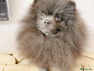 Pomeranian dogs Outstanding rare blue teddy 🧸💎 - Advert 20