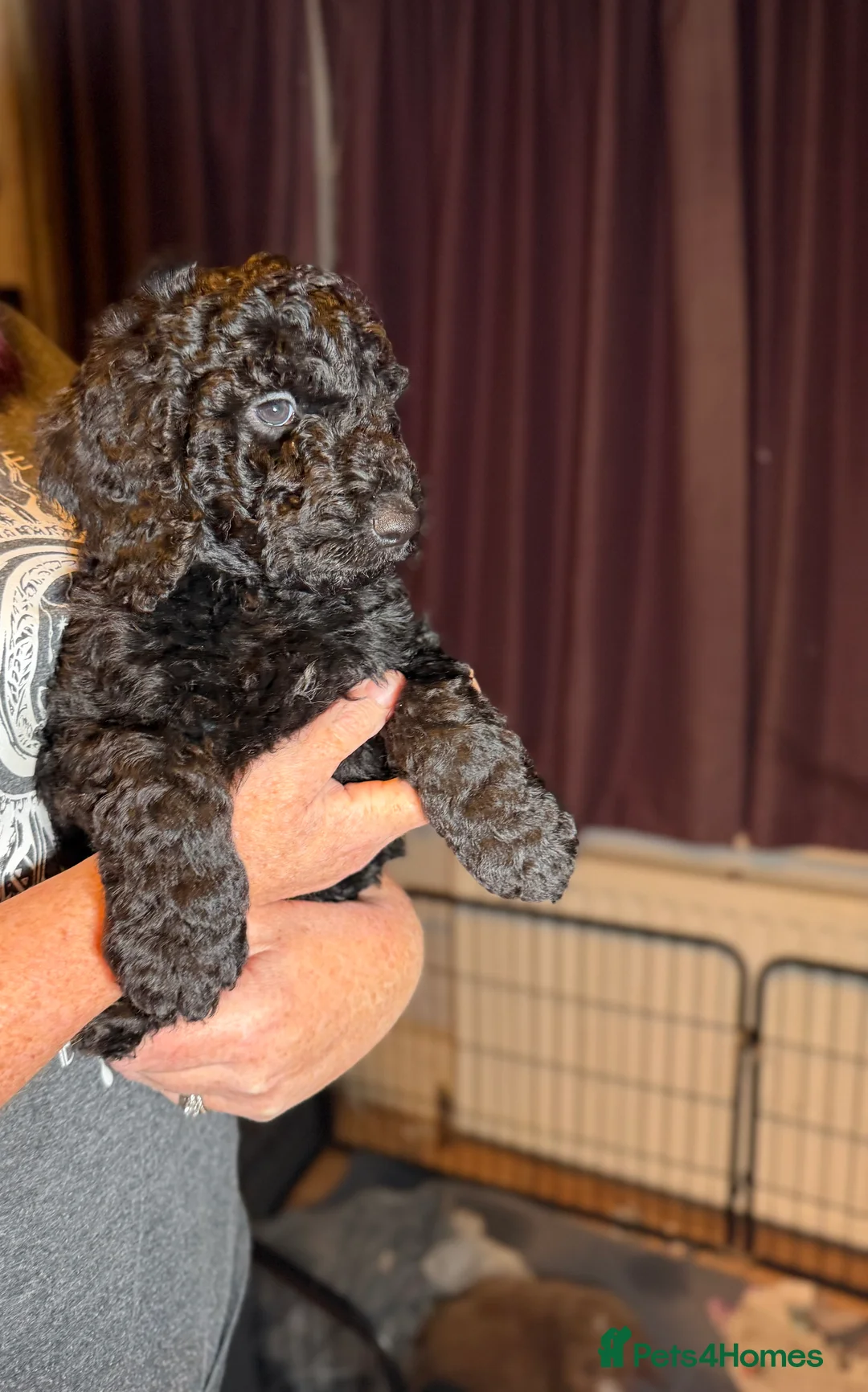 Goldendoodle dogs for sale: Female Goldendoodle Ready Now - Advert 13