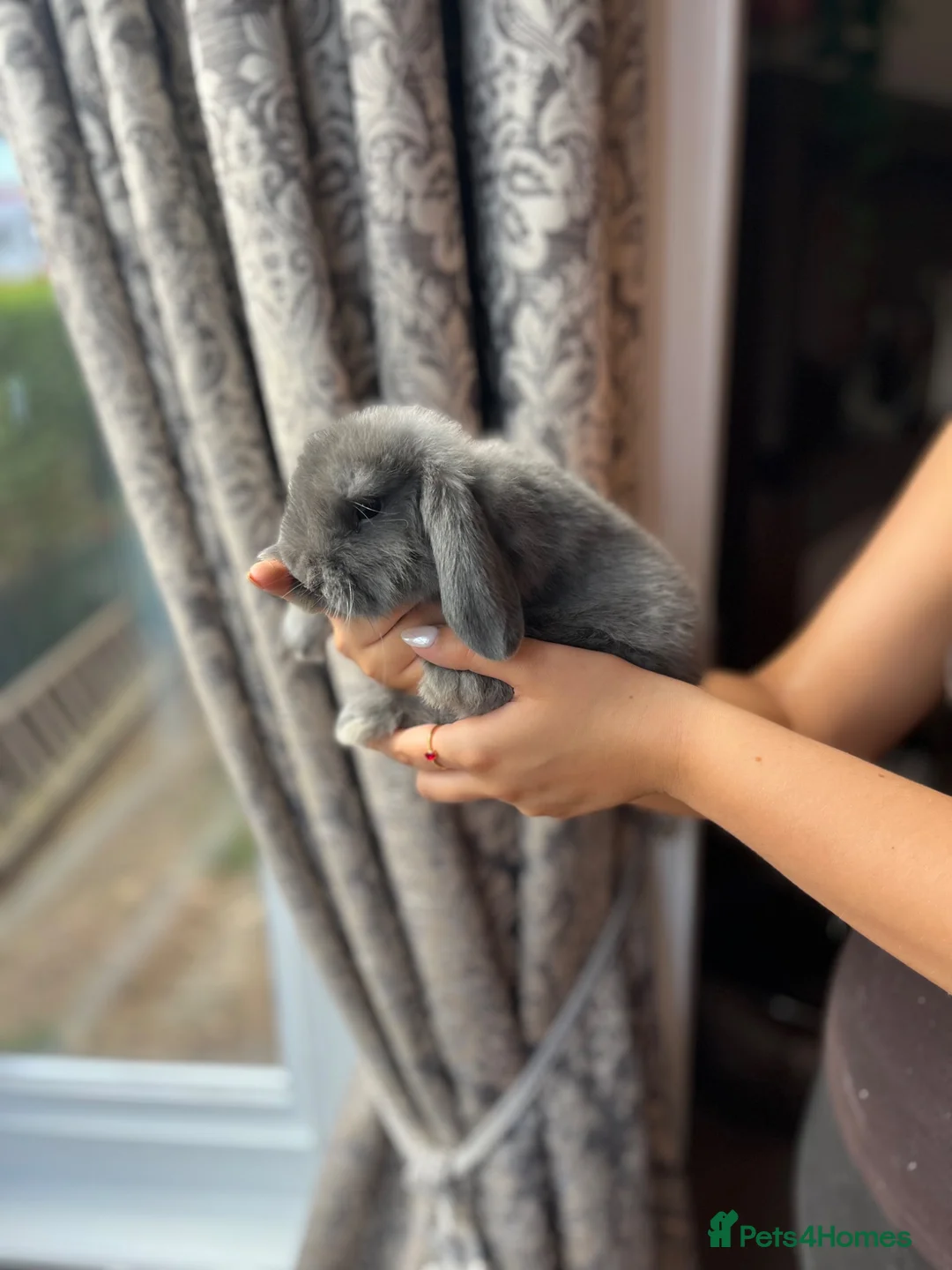 Mini Lop rabbits for sale: Mini Lop Babies - Advert 6