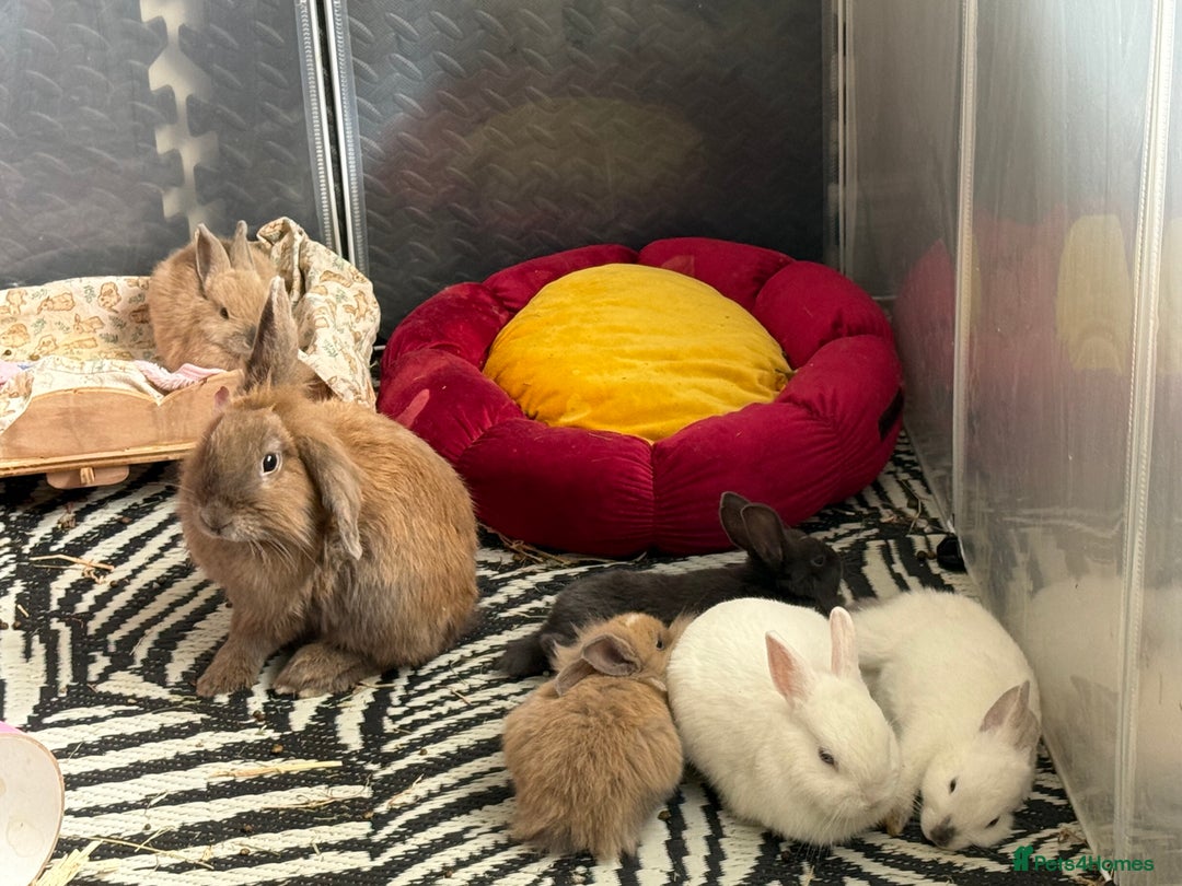 Mixed Breed rabbits for sale: Dwarf Lionhead X Polish Rabbit Kits (Indoor Mixed) - Image 9