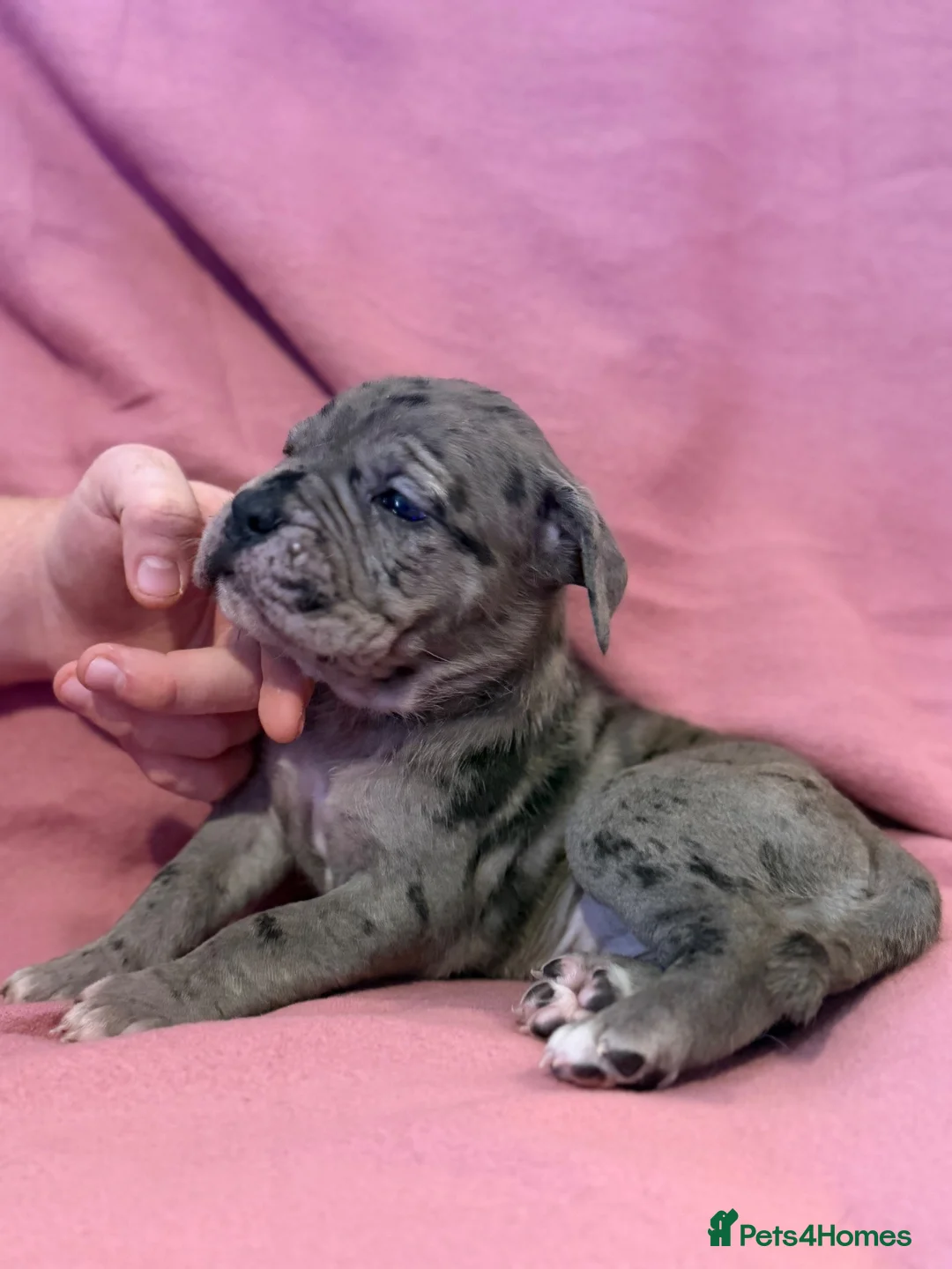 Cane Corso dogs for sale: Cane corso puppies for sale - Advert 2