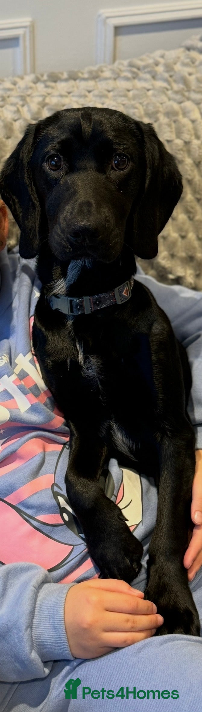 Springador dogs Re homing Springador   - Advert 1