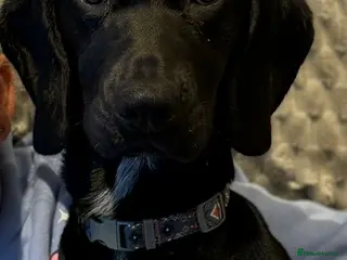 Springador dogs Re homing Springador - Advert 1