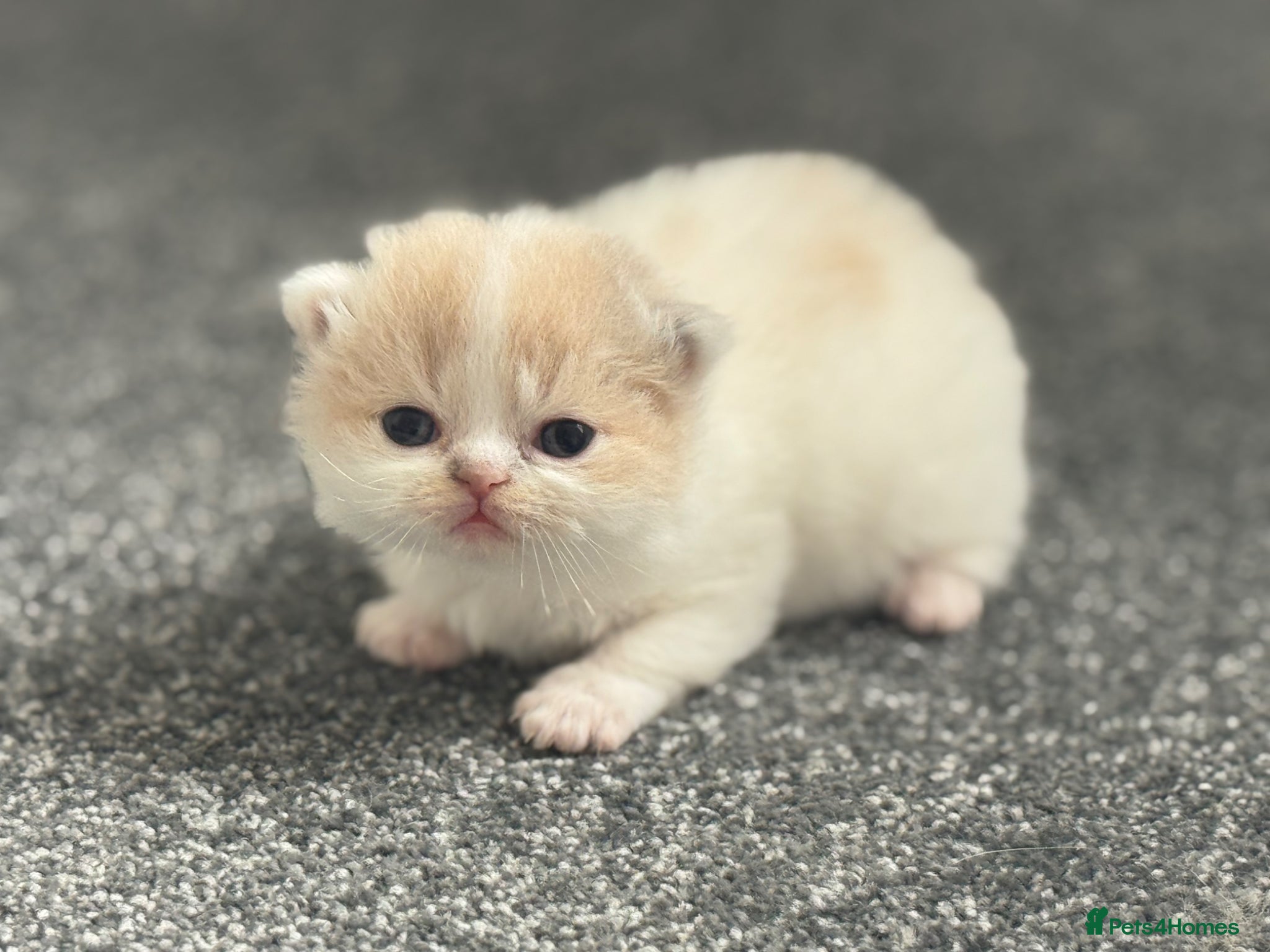 British Shorthair cats Tica SGC dam Lilac tortie and white daughter  - Advert 13