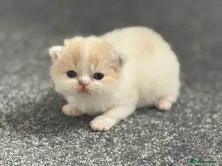 British Shorthair cats Tica SGC dam Lilac tortie and white daughter - Advert 13