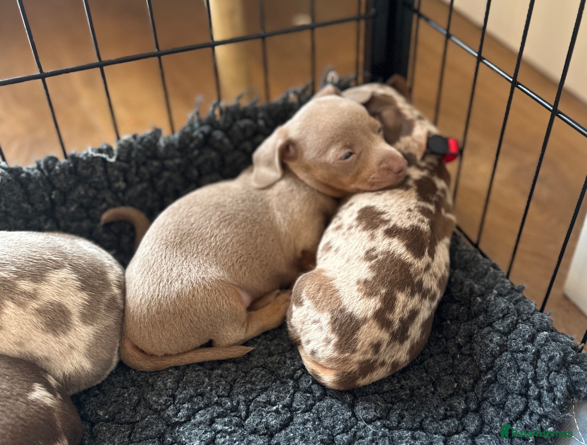 Miniature Dachshund dogs 🤍exceptional KC PRA clear🤍 - Advert 1