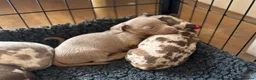 Miniature Dachshund dogs for sale: 🤍exceptional KC PRA clear🤍 - Advert 3