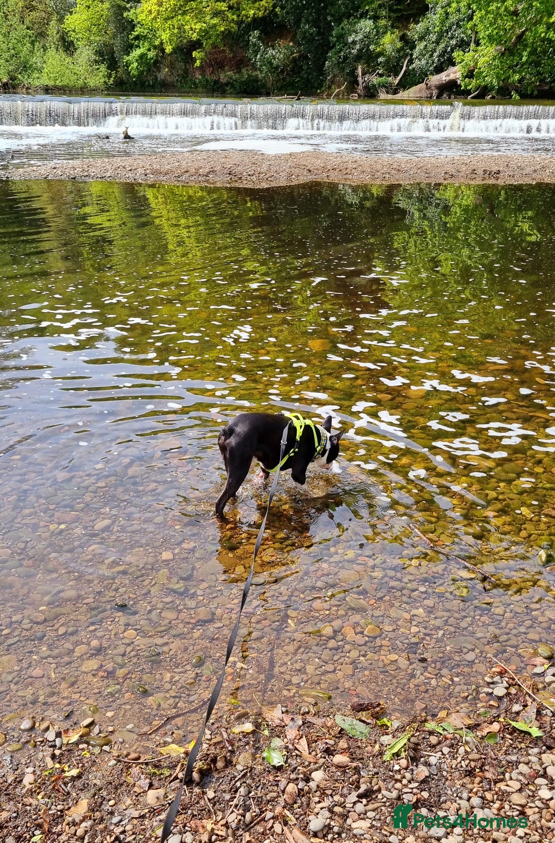 Boston Terrier dogs for stud: KC Reg Boston Terrier for Stud - Image 13