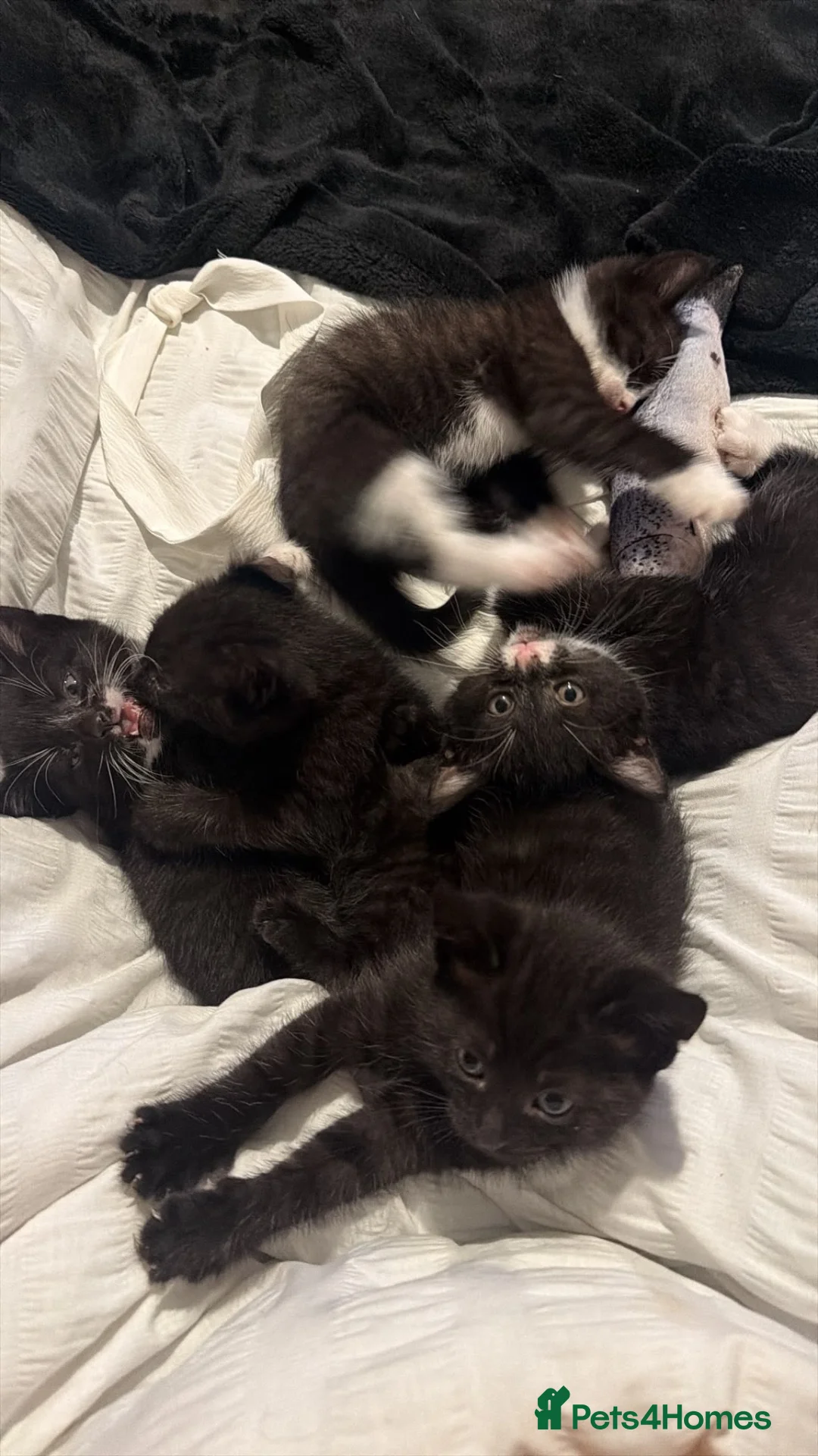 Domestic Shorthair cats for sale: 2 fully black and 3 tuxedo kittens  in Rugby - Advert 1