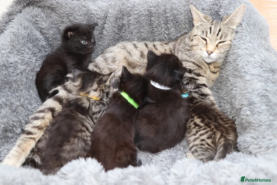 Mixed Breed cats for sale: Beautiful Kittens - Advert 16