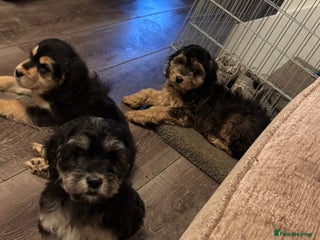 Mixed Breed dogs *READY NOW* Vaccinated, chipped & health checked. - Advert 1