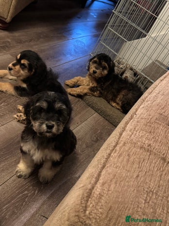 Mixed Breed dogs *READY NOW* Vaccinated, chipped & health checked. - Advert 5