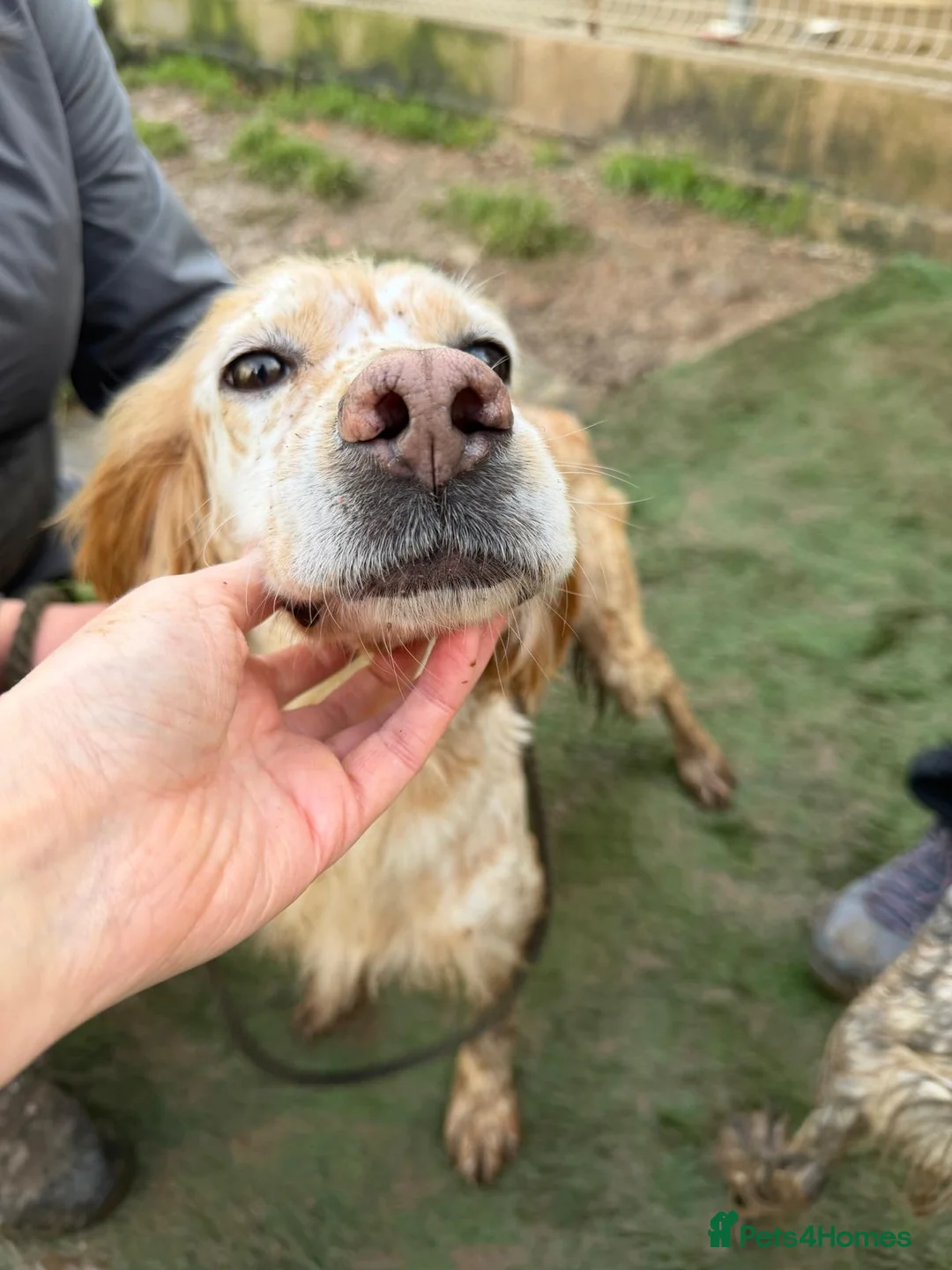 English Setter dogs for adoption: Estrella - Advert 5