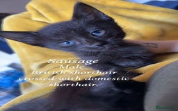 Bombay cats for sale: 4 beautiful fur babies  - Image 2