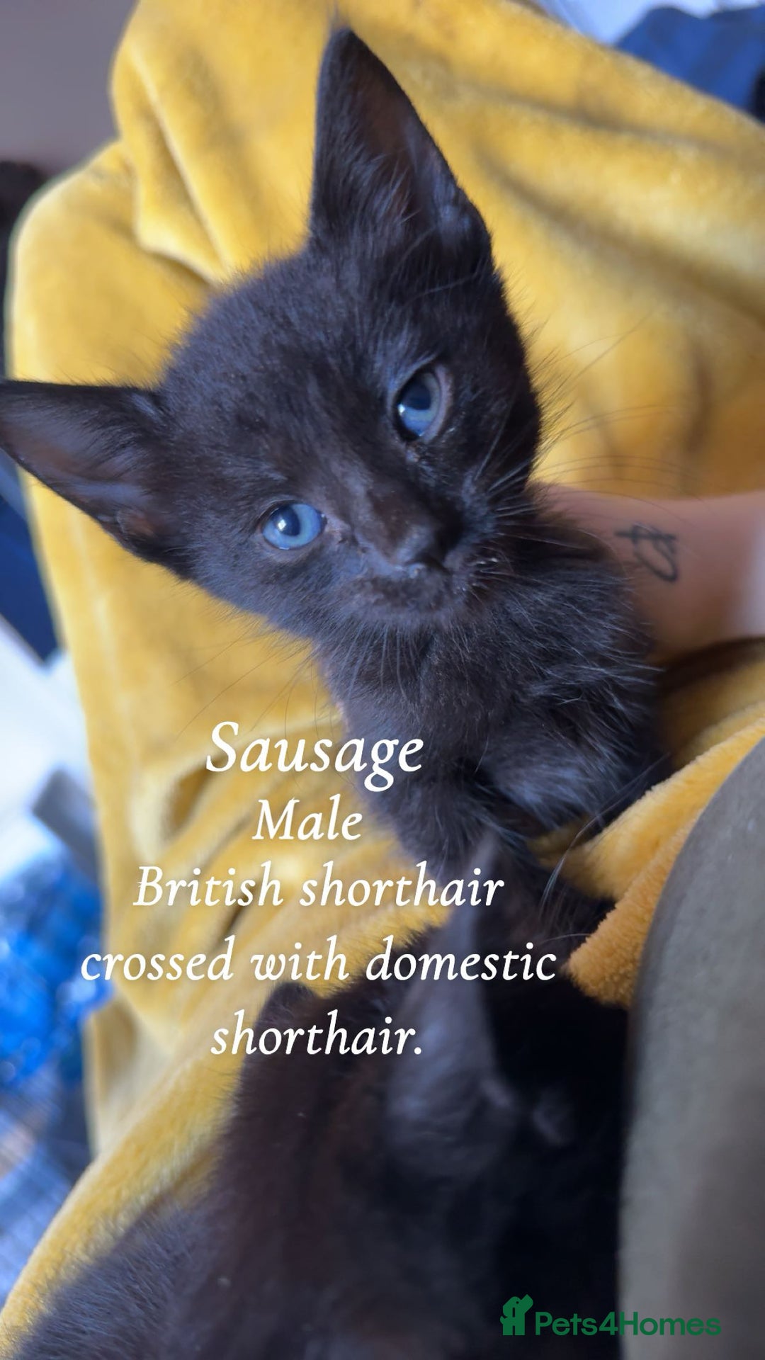 Bombay cats for sale: 4 beautiful fur babies  - Image 2