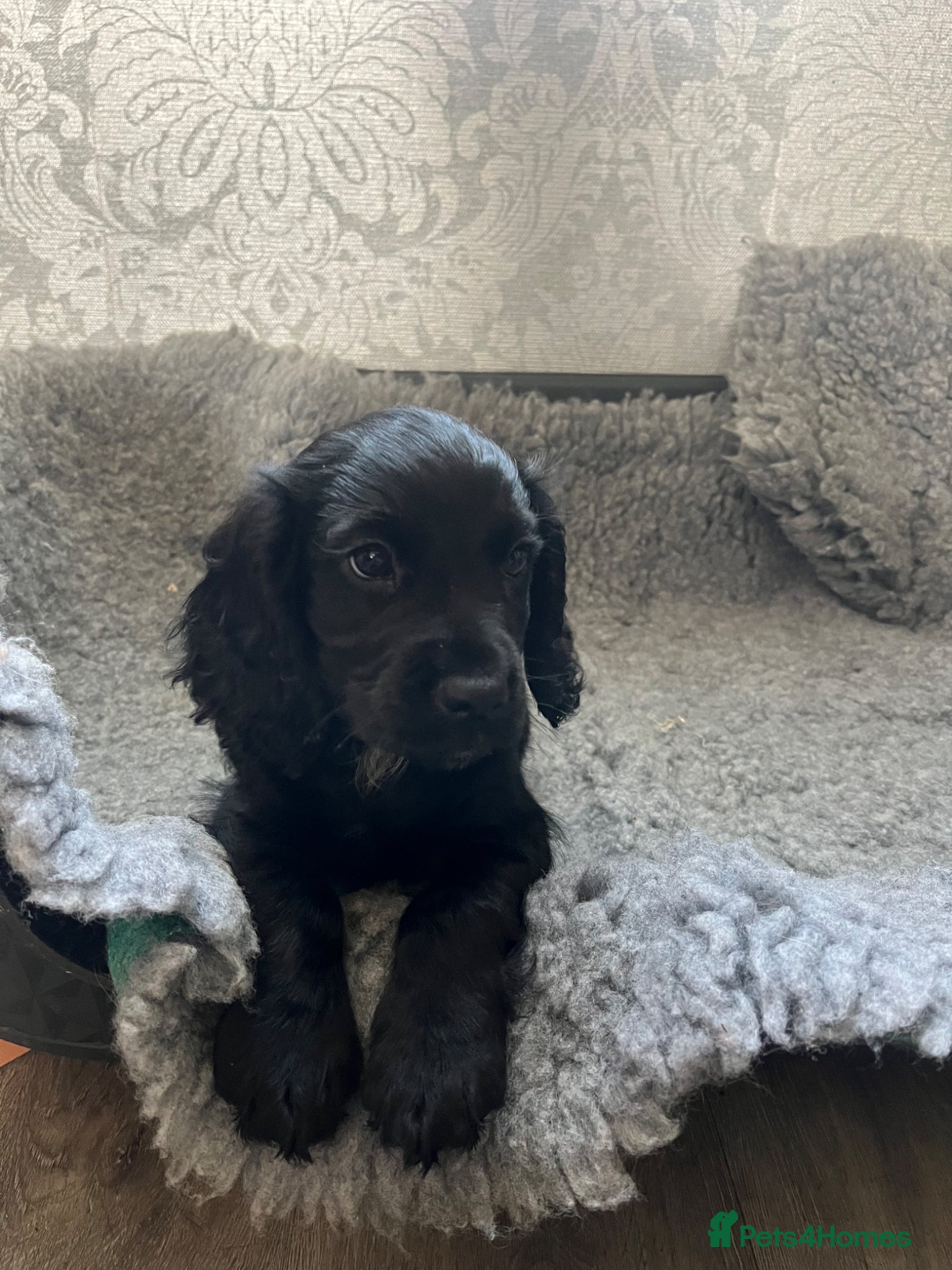 Cocker Spaniel dogs KC reg. Working Cocker Spaniel Pups  - Advert 1
