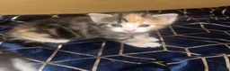 Mixed Breed cats for sale: Kittens  - Advert 4