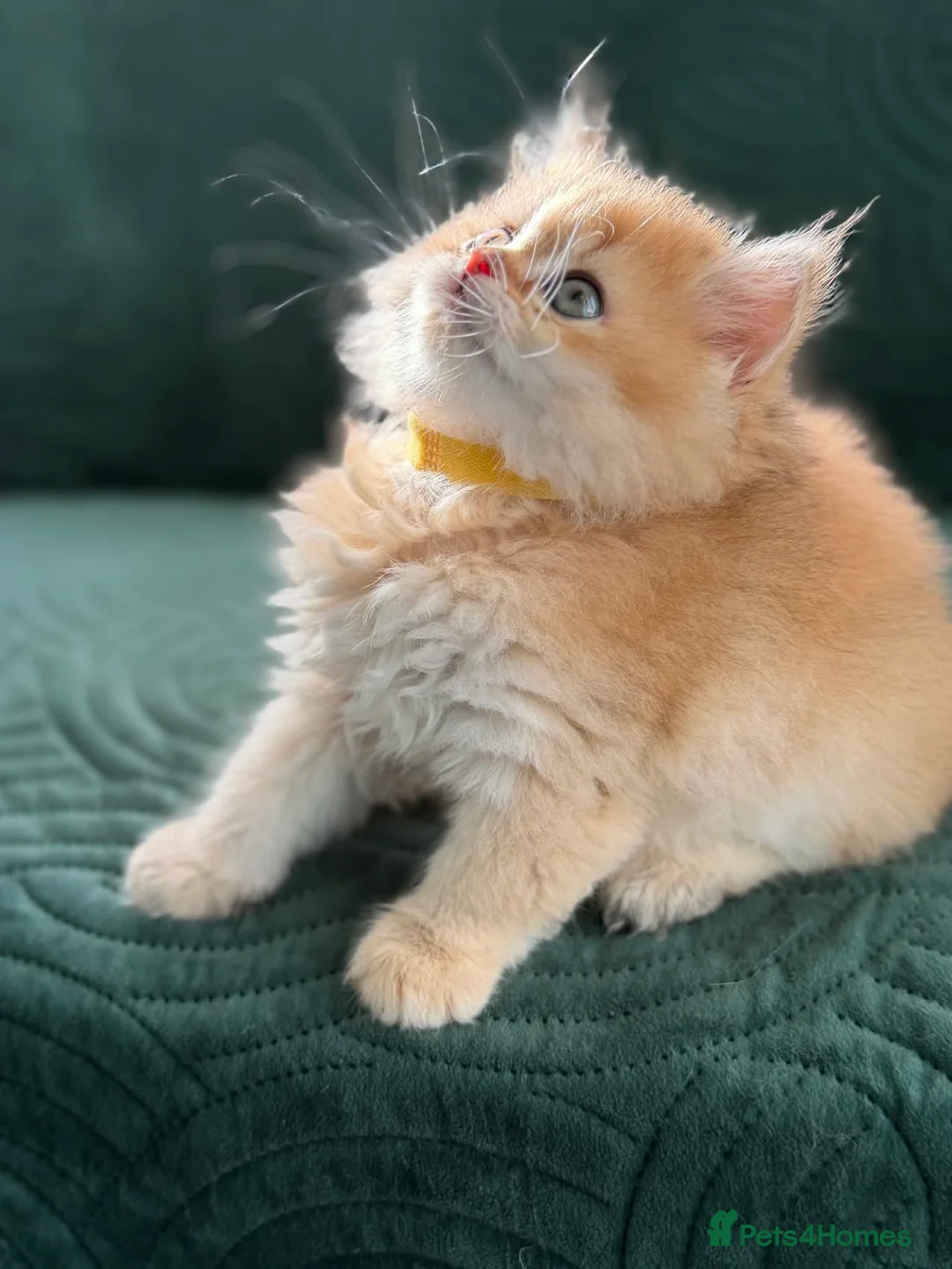 British Longhair cats for sale: CHUNKY, BEAUTIFUL BLH GOLDEN KITTENS  - Advert 2