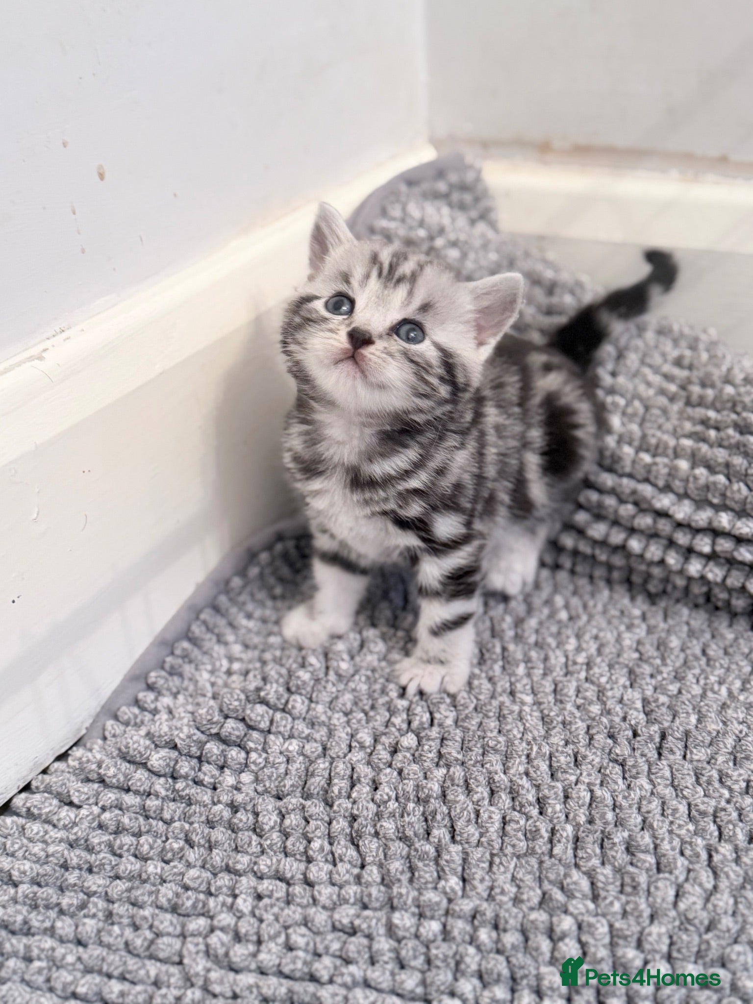 British Shorthair cats GCCF British Shorthair silver tabby kittens  - Advert 1