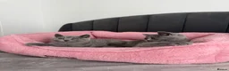 British Shorthair cats for sale: British shorthair kittens - Advert 24