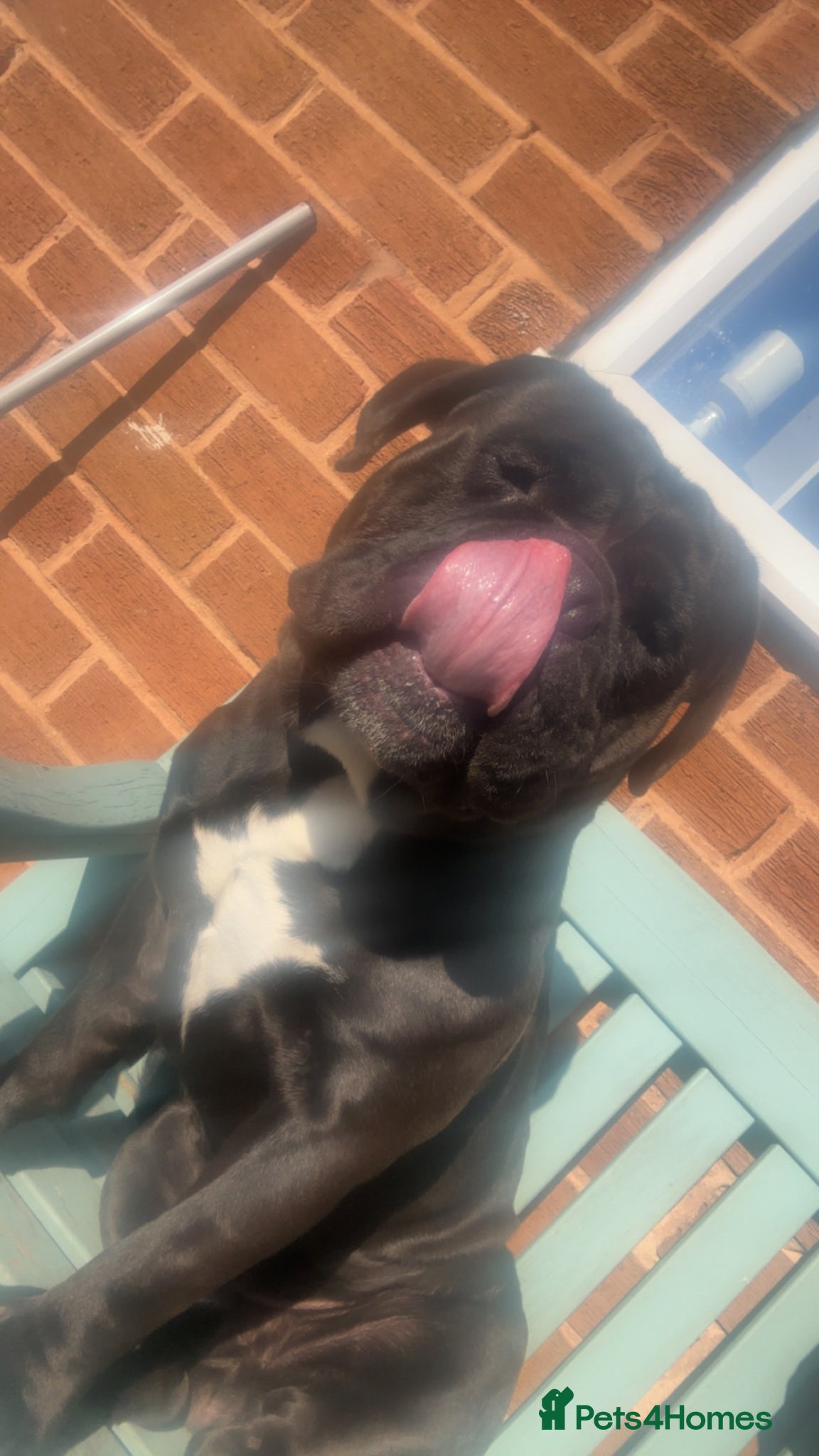 Olde English Bulldogge dogs Kong  - Advert 1