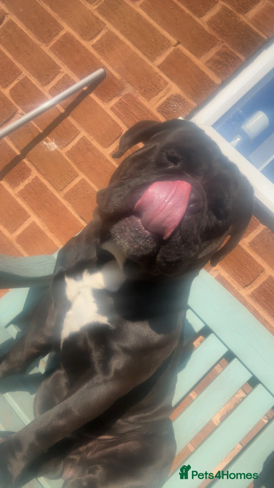 Olde English Bulldogge dogs for sale: Kong  in Middlesbrough - Advert 1