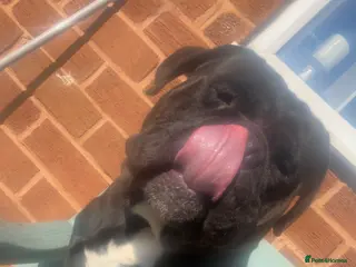 Olde English Bulldogge dogs Kong - Advert 1
