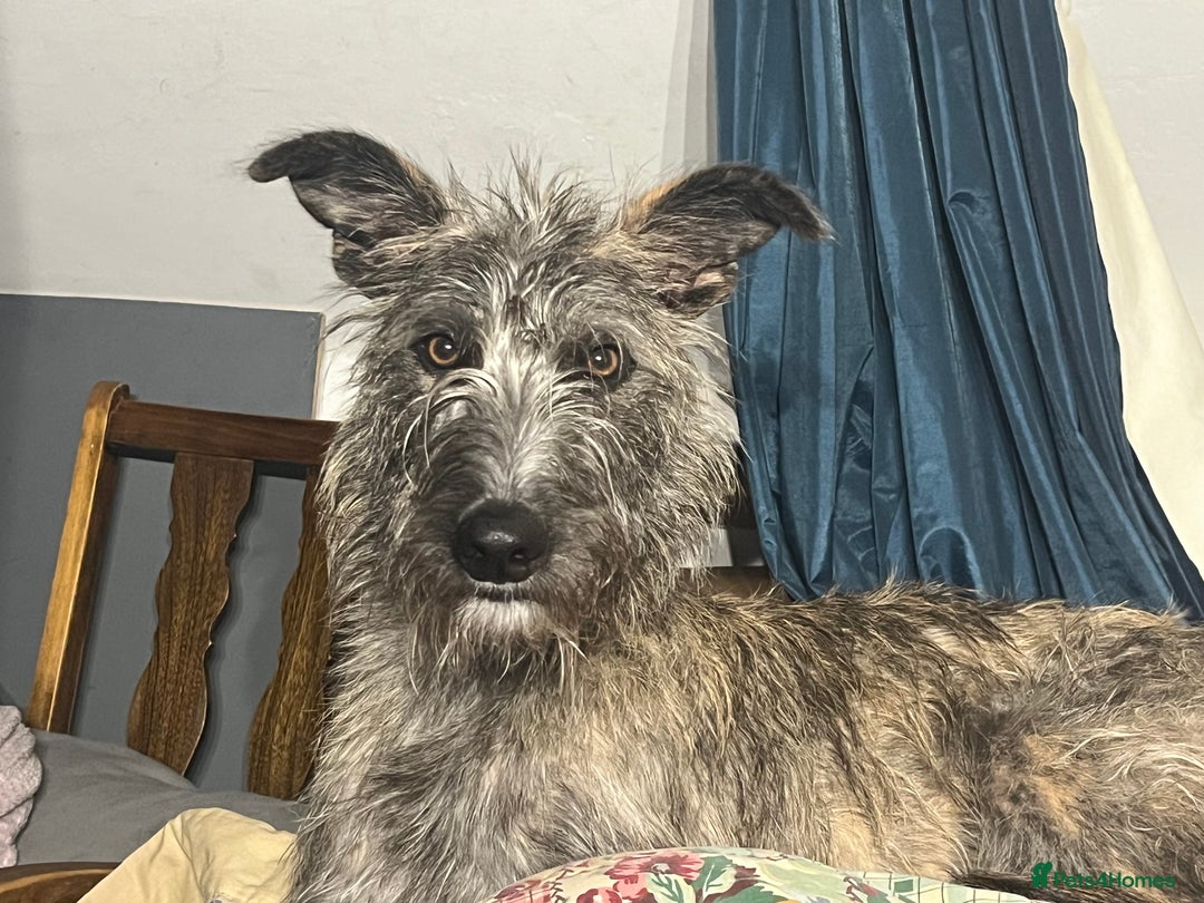 Mixed Breed dogs for sale: Lurcher Siblings - Image 8