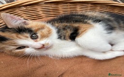 Mixed Breed cats for sale: Beautiful Calico Kitten - Image 2
