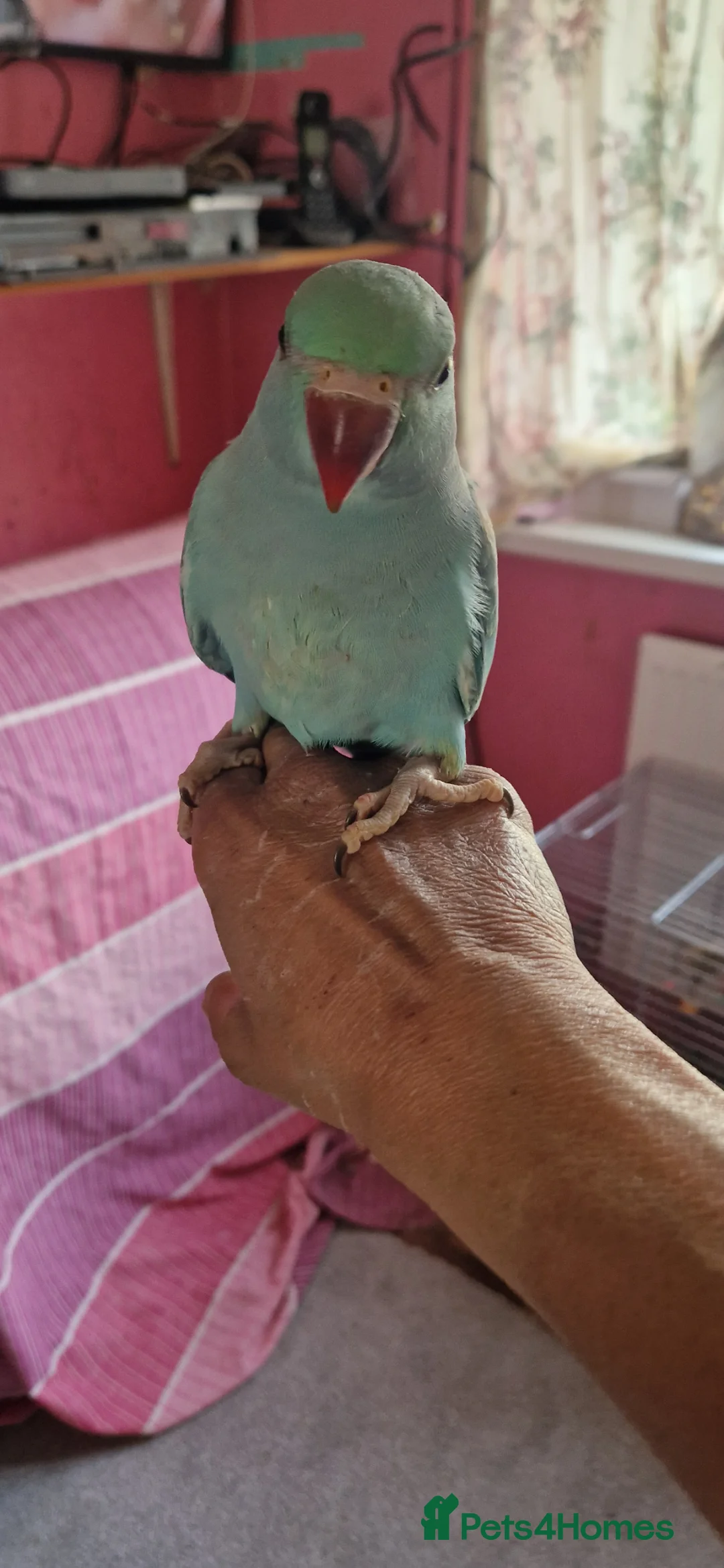 Parrots birds for sale: Indian ringnecks for sale  - Advert 2
