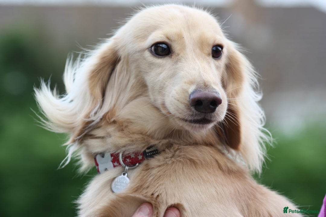 Miniature Dachshund dogs for stud: KC Reg DNA Health Tested CLEAR - CREAM MINI DACH in Littleborough - Image 2