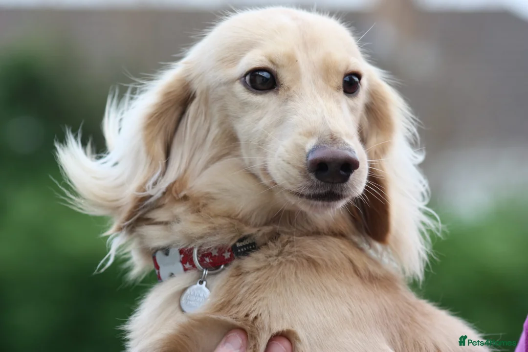 Miniature Dachshund dogs for stud: KC Reg DNA Health Tested CLEAR - CREAM MINI DACH in Littleborough - Advert 2
