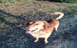 Golden Retriever dogs for stud: Golden Retriver Red/Dark Stud Dog - Image 21