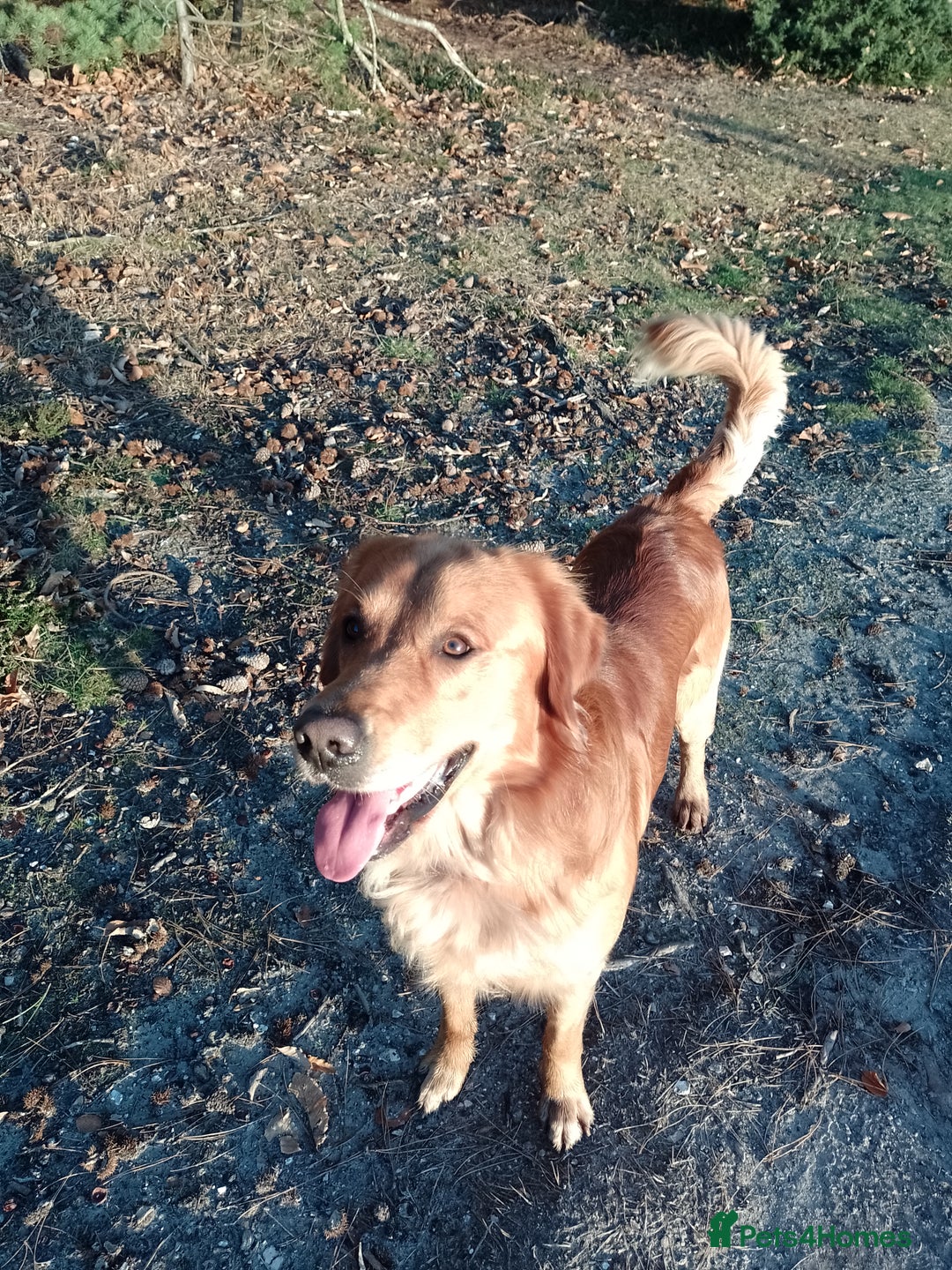 Golden Retriever dogs for stud: Golden Retriver Red/Dark Stud Dog - Image 21