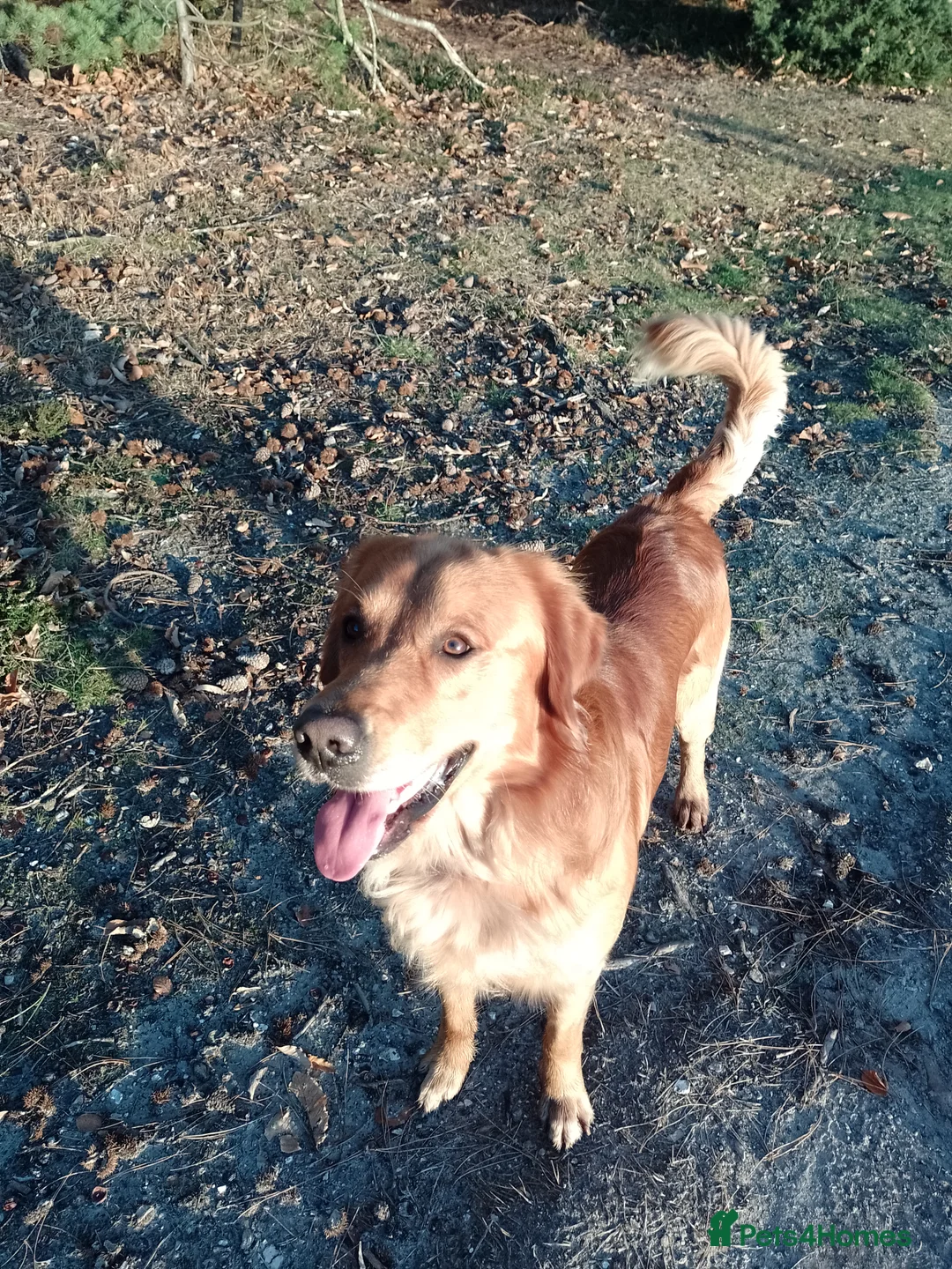 Golden Retriever dogs for stud: Golden Retriver Red/Dark Stud Dog in Southampton - Advert 21