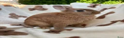 Netherland Dwarf rabbits for sale: Absolutely gorgeous young netherland dwarfs - Advert 3