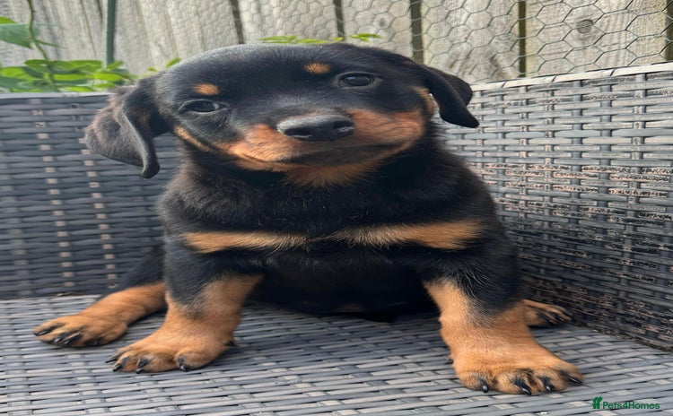 Rottweiler dogs - Advert 1