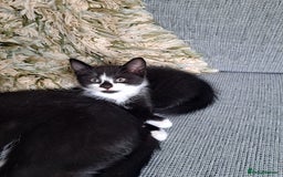 Mixed Breed cats for sale: Three playful kittens in search of forever home. - Image 10
