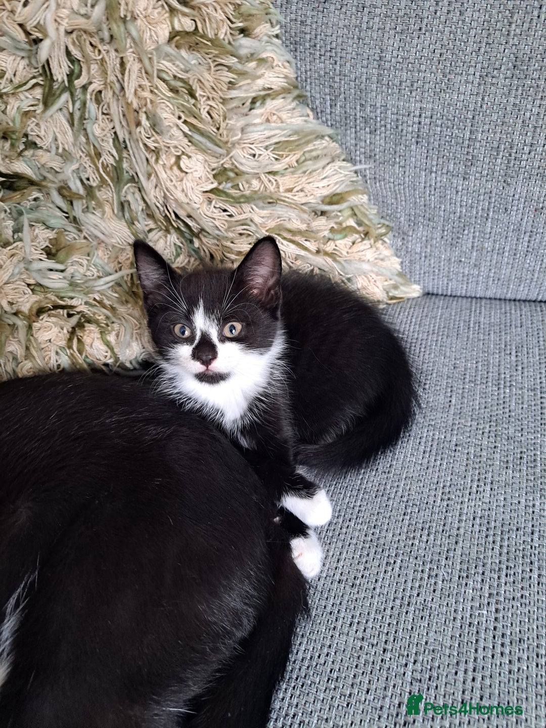 Mixed Breed cats for sale: Three playful kittens in search of forever home. - Image 10