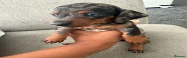 Miniature Dachshund 1