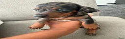 Miniature Dachshund dogs for sale: Stunning Miniature Dachshunds  - Advert 19