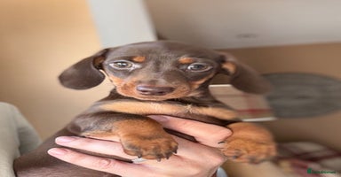 Miniature Dachshund dogs - Advert 14