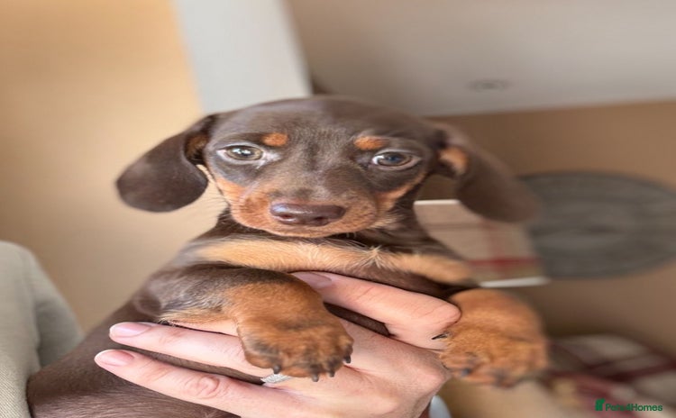 Miniature Dachshund dogs - Advert 13
