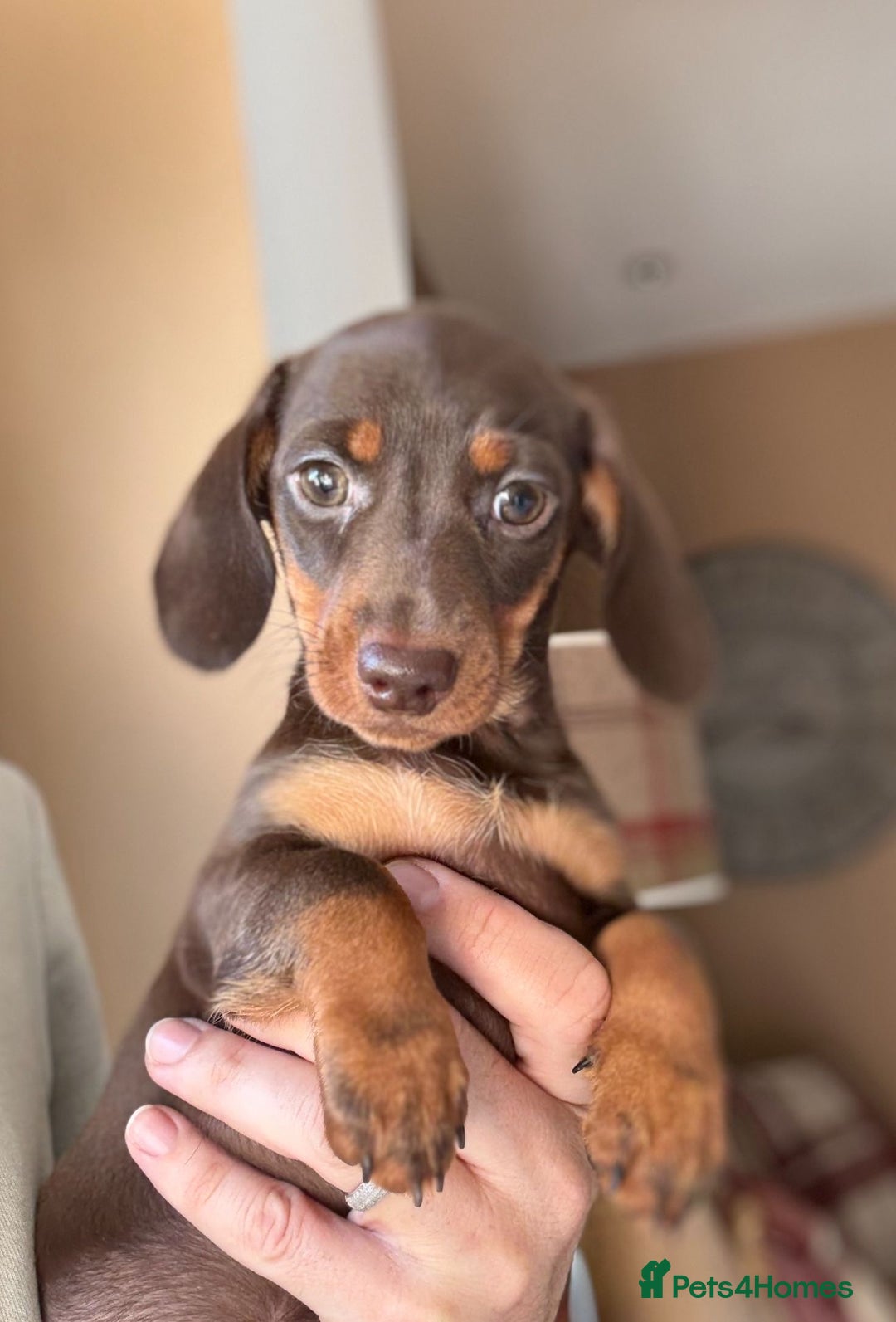 Miniature Dachshund dogs for sale: 🩷 Adorable Miniature Dachshund Puppies💙 - Image 2
