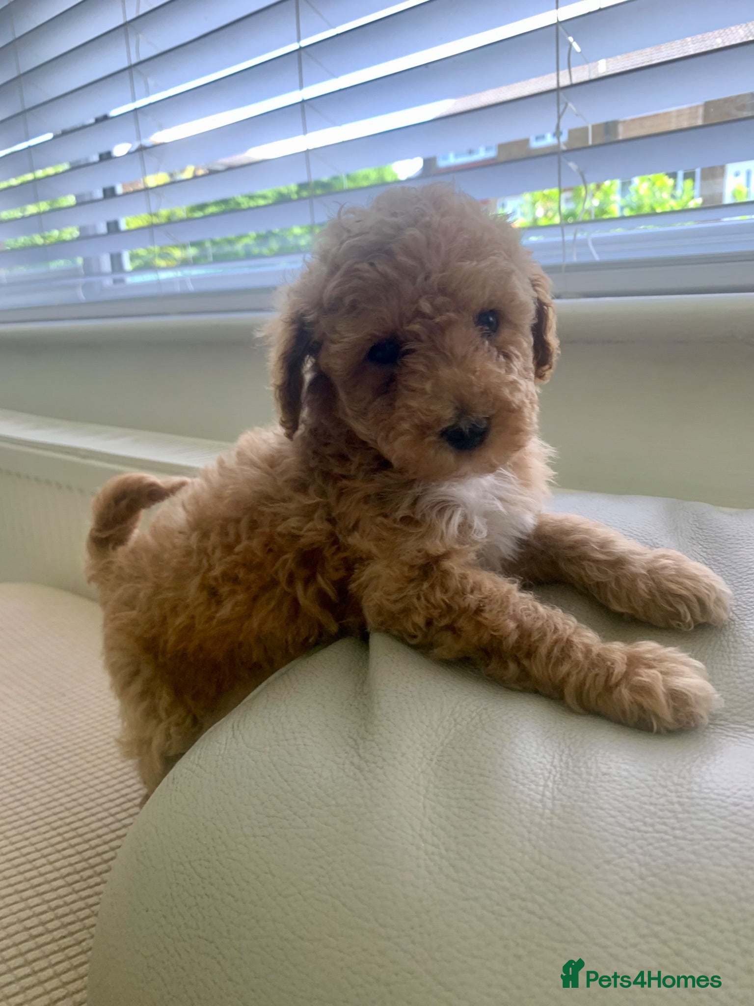 Toy Poodle dogs 🐩Outstanding Toy Poodle Puppies – Ready to view🐩 - Advert 2