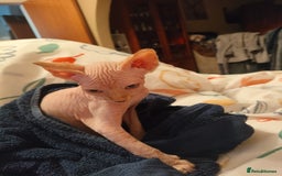 Sphynx cats for sale: Sphinx kitten for sale - Image 2