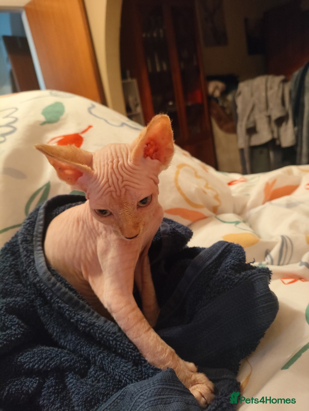 Sphynx cats for sale: Sphinx kitten for sale - Image 2