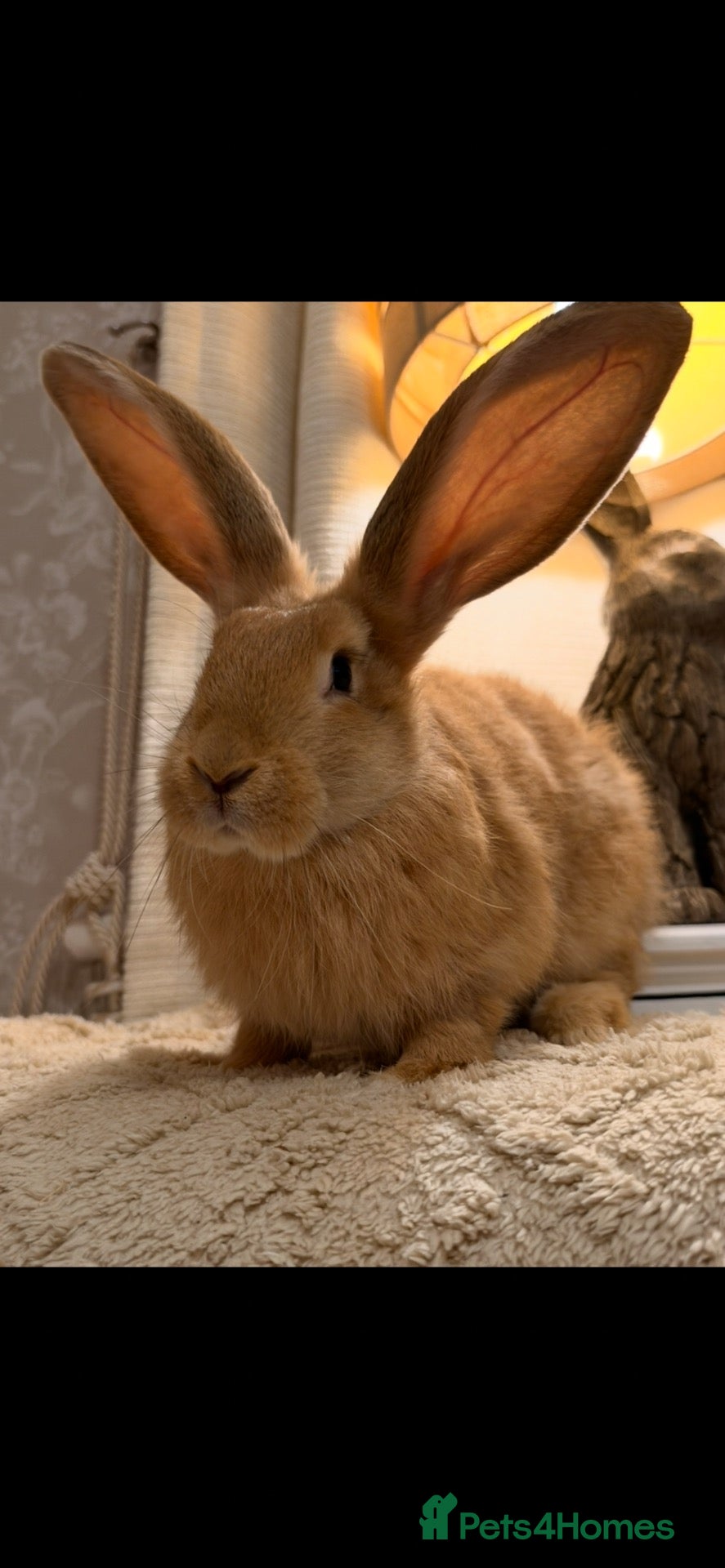 Continental Giant rabbits Stunning continental giant baby bunny rabbits - Advert 3