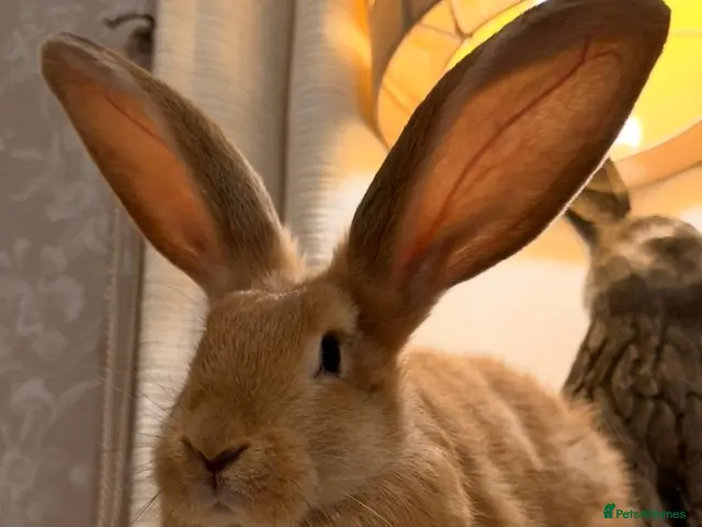 Continental Giant rabbits Stunning continental giant baby bunny rabbits - Advert 3