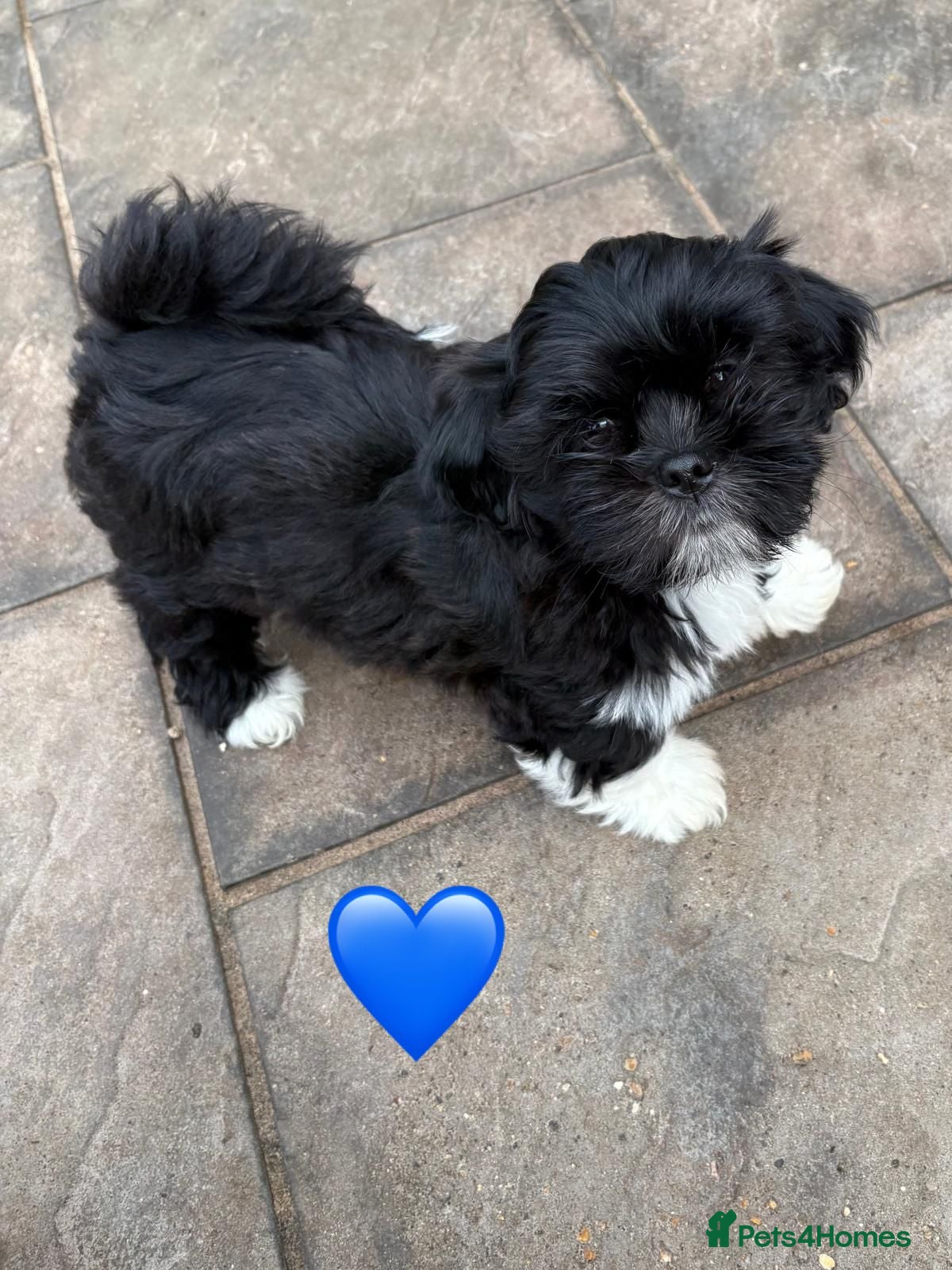 Lhasa Apso dogs One Beautiful Little Boy RKC reg. GPRA Clear - Advert 13